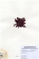 藏品(藍子藻)的圖片